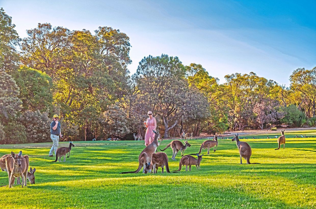 Holidaymakers taking a walk with kangaroos on the green at a golf club during sunset.
