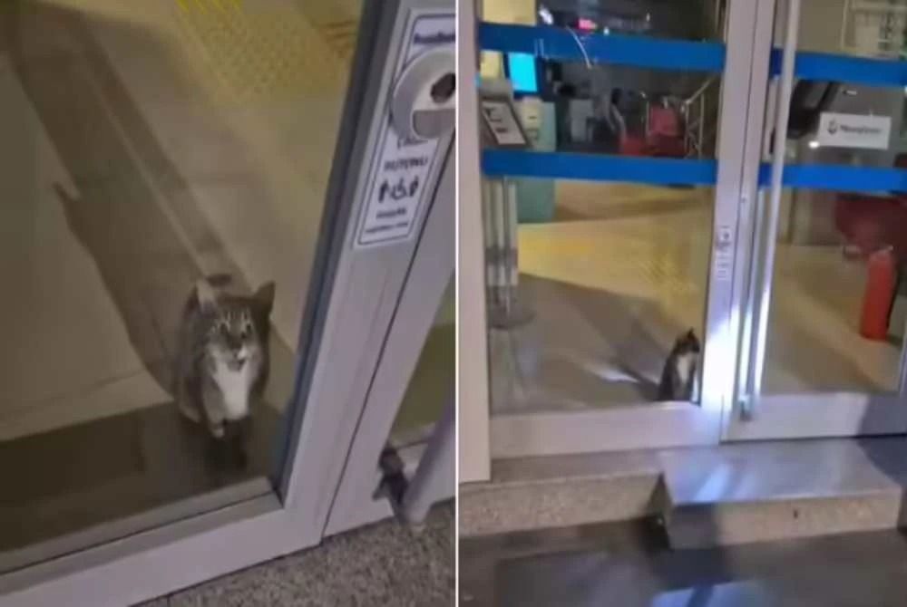 Though the cat was unrepentant, it was released without bail.