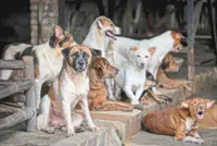 Sarawak reports six rabies cases affecting humans in 2025