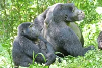 Female gorillas live longer, scientists say