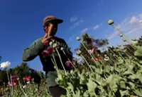Myanmar's opium poppy cultivation hits highest level in a decade, UN says