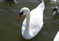 Swan stops Japanese bullet train in its tracks