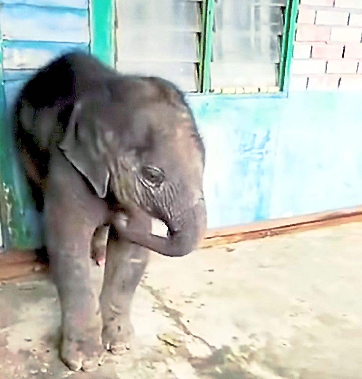 Scared and alone: A screen grab of a video showing a young female elephant calf taking shelter under a house porch at Felda Air Tawar 3 in Kota Tinggi.