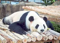 Un-bear-ably cute pandas settle into their new KL home