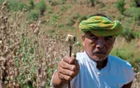 Opium fields swell to decade high