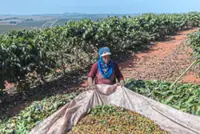 Coffee’s vicious cycle