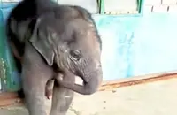 Villagers’ big hearts keep little lost elephant safe