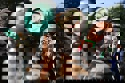 Delhi records over 200,000 respiratory illness cases due to toxic air