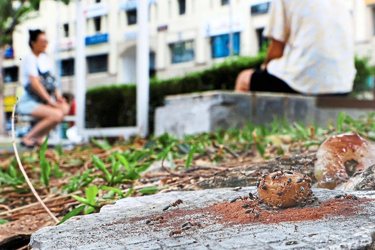 Man ant-icipates trouble – again – after being bitten by ant