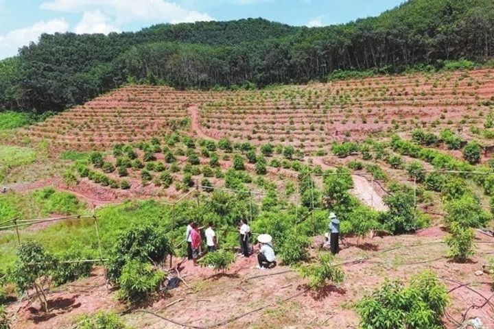 Technicians and farmers check the growth of durian trees in Mengla county, Xishuangbanna, Yunnan. - Photo: China Daily/ANN