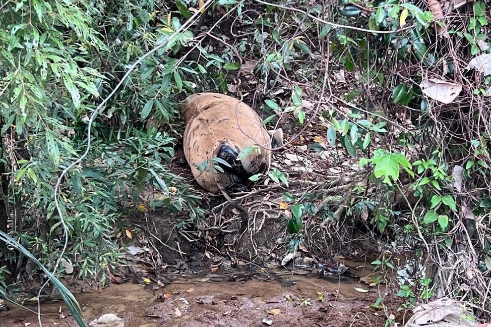Cows found dead near polluted river; Cambodian ministry warns of ‘strict’ action against mining company