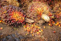 Palm oil consumption forecast to increase