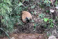 Cows found dead near polluted river; Cambodian ministry warns of ‘strict’ action against mining company