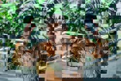 Albert Tei rubbishes speculation on Dr M meet-up