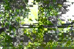 Trial durian plantation in Yunnan raises hopes for China’s plans to grow popular South-East Asian fruit