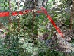 Dead tilapia in Puchong lake not linked to water quality