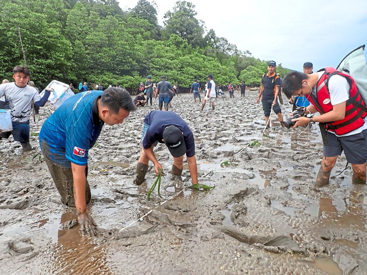 Kampung Penimbawan residents and UMS researchers participating in the seagrass replanting project in a mangrove area about a 10-minute boat ride from the village jetty in Tuaran. — Photos: Bernama