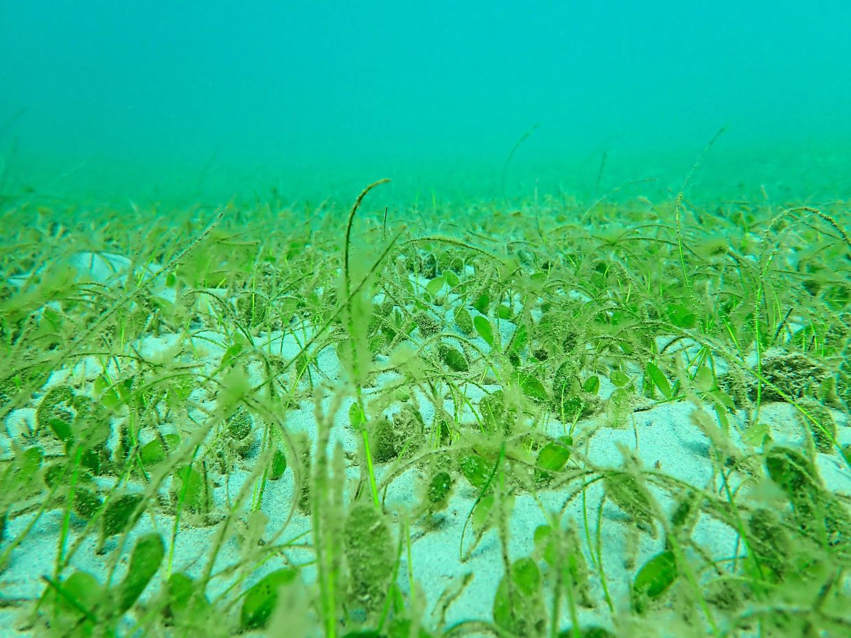 Seagrass beds in waters around Pulau Kelambu, Sabah. — Filepic