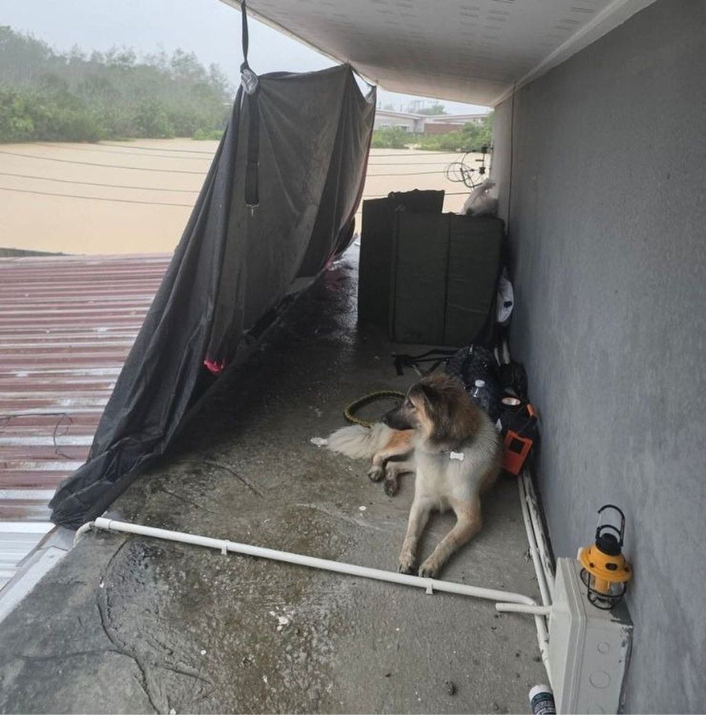 A video with her post showed a makeshift tent on the rooftop, where she stayed with her cat and dog. - Photo: mustsharenews.com