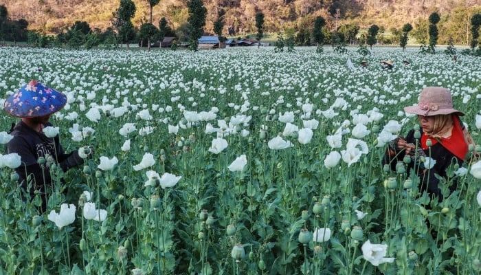 Economics woes and conflicts driving Myanmar opium poppy cultivation and production, says UNODC