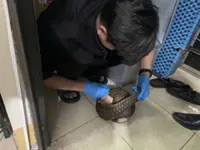 Twelve Javan pangolins saved from illegal wildlife shipment in Vietnam