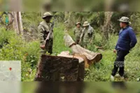 Illegal hardwood seized, illegal rubber plantations discovered in Cambodia's Kratie protected areas