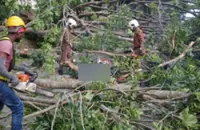 Delivery rider killed by falling tree in Melaka