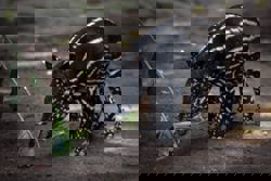 Over 700 animals at Indonesia zoo at risk of starvation amid legal dispute