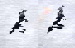 Figure skating-'Quad God' Malinin crushes his own world free programme record to win Grand Prix Final