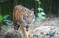 Fear of tiger grips residents of Perak town