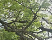 Melaka local councils ordered to inspect trees