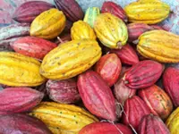 Why cacao-rich Indonesia is not (yet) a global chocolate producer