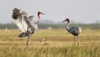 Vulnerable and endangered, but sarus cranes trumpet their fight for survival in Cambodia