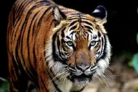 Chemor residents living in fear after tiger attacks on cattle