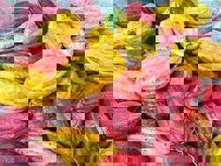 Why cacao-rich Indonesia is not (yet) a global chocolate producer