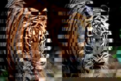 Chemor residents living in fear after tiger attacks on cattle