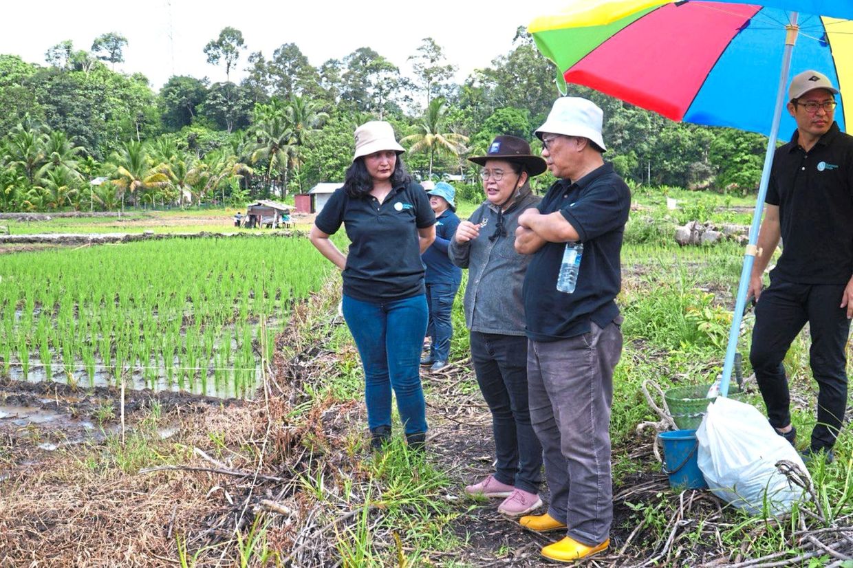 Anielia (centre) and Hallman (right) inspecting the padi cultivation project in Tawang Baa. — Photo courtesy of Sarawak Skills