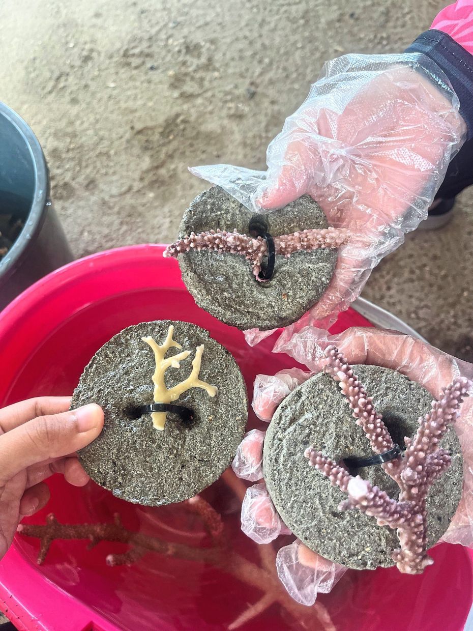 Corals prepared for restoration.