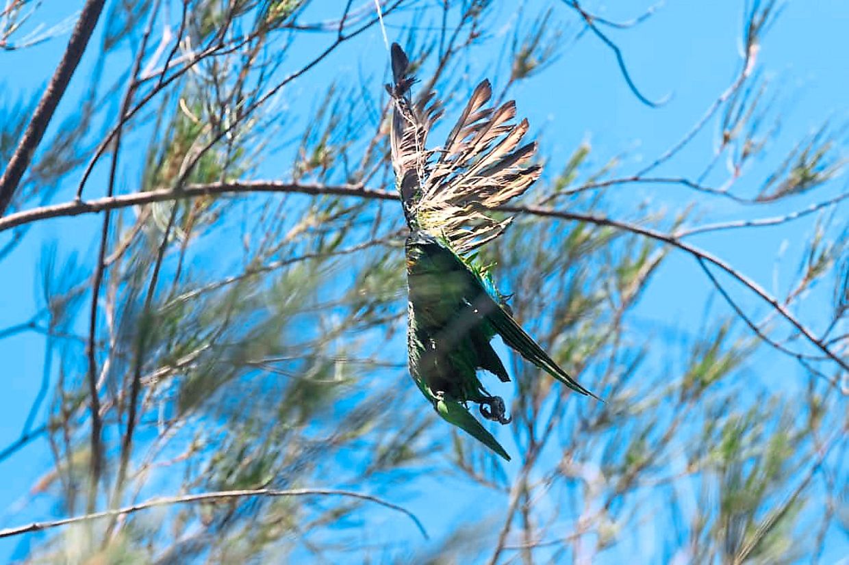 thestar.com.my - STEPHANIE LEE - Rein in 'killer' kites in Tanjung Aru, urge birdwatchers