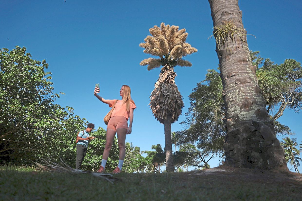 A woman taking a selfie with the Talipot, which flowers only once in its lifetime.