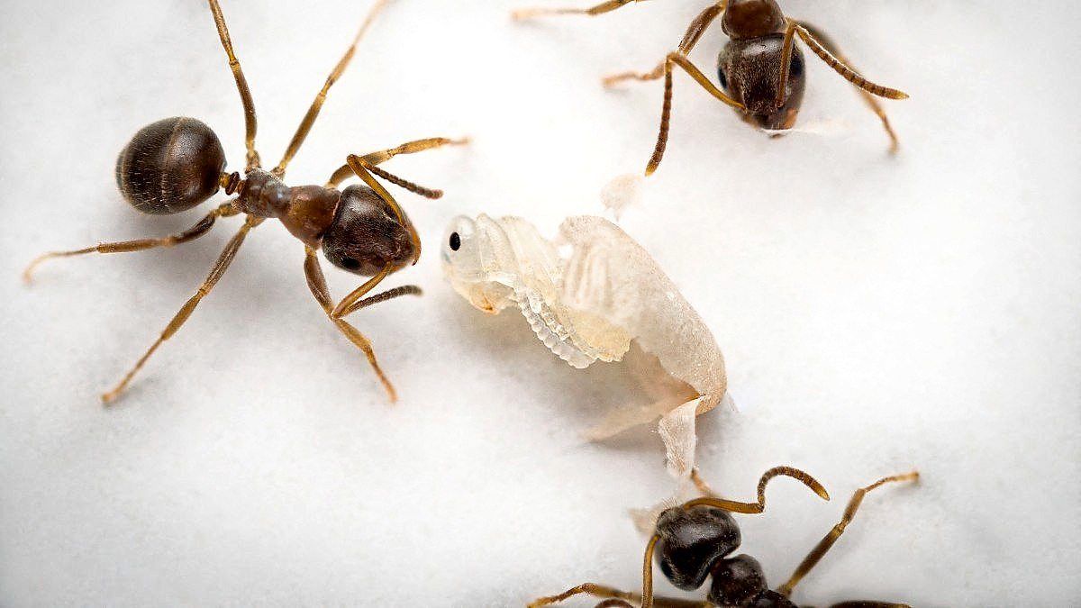 Sick ants will sacrifice themselves to save the colony, says study