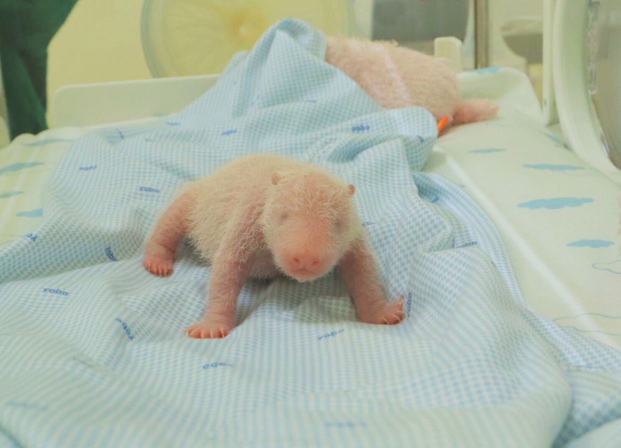Indonesia welcomes the birth of a giant panda cub at Taman Safari Indonesia in Bogor