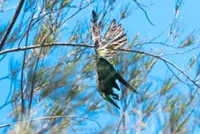 Rein in ‘killer’ kites in Tanjung Aru, urge birdwatchers