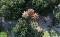 Once-in-a-lifetime bloom: rare palms in Rio de Janeiro flower before dying