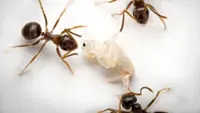 Sick ants will sacrifice themselves to save the colony, says study