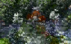 Once-in-a-lifetime bloom: rare palms in Rio de Janeiro flower before dying