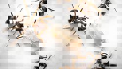 Sick ants will sacrifice themselves to save the colony, says study