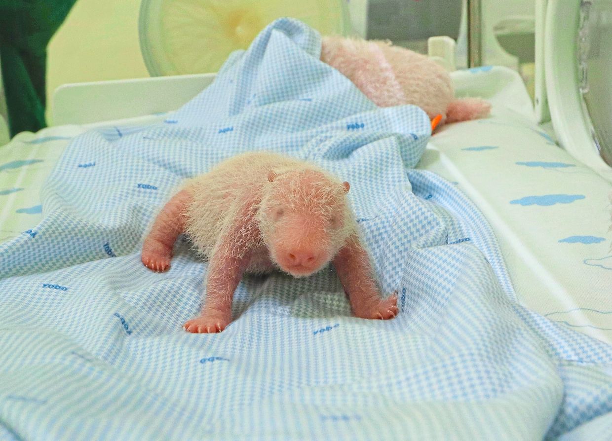 First locally-born giant panda cub bears hope for conservation