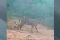 QuickCheck: Was a tiger spotted in Jerantut?