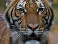 Tiger sighting: Cops, Perhilitan step up monitoring in Chemor